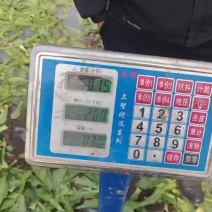 精品油麦菜