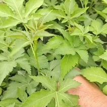 覆盆子杯苗（1年生2年生）