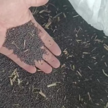 新鲜油菜籽