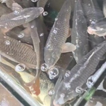 广东鲤鱼2斤起
