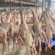 今天继续，精品原粮乳鸽鲜品冻品，发往全国各地，可以加工