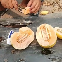 海沙小蜜瓜
