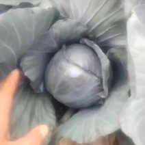 云南楚雄州永仁县紫甘蓝十亩