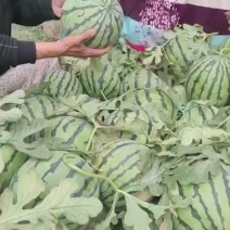 精品美都代收代发各产地西瓜发货快质量有保证实力代办