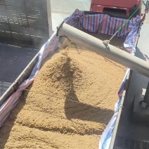 高蛋白啤酒糟
