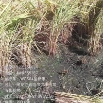 五常大米