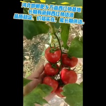 各种品类各种规格西红柿