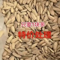 打手瓜子，五香瓜子，特价出