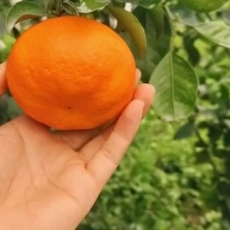 明日见