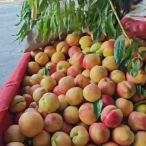 桃，毛桃，油桃，各种品种桃