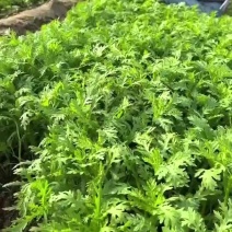 大棚茼蒿营养价值高，新鲜。