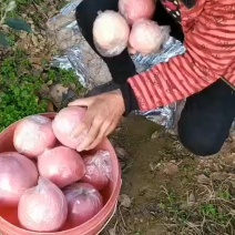 山西红富士苹果
