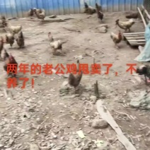 芦花鸡