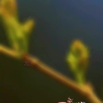 高云雾莓茶藤茶乌龙山紫茶