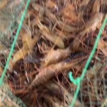罗氏虾