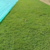 精品马泥拉草卷草块大量有货，惠州基地