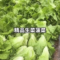 精品生菜
