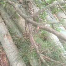 广西松树寄生，杉树寄生，漆树寄生