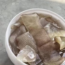 珊瑚皮