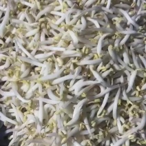 胖豆芽不一样的味道