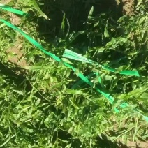 惠州大叶草，台湾草