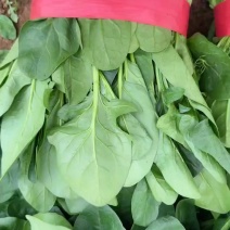 精品大叶菠菜