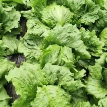 又一块好菜