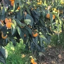 七月黄火胡楼柿子
