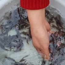 鲈鱼苗批发