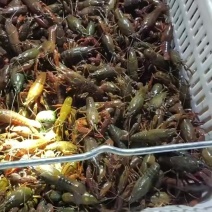 安徽中青小龙虾