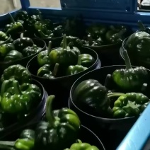 黑皮姜柄瓜