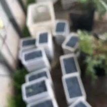 江苏蓝莓F6