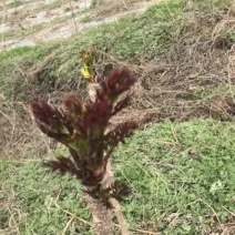 刺嫩芽