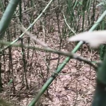 小甜野生小甜竹笋