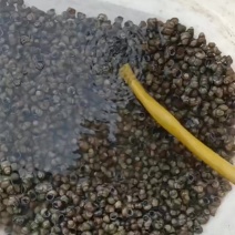 食用螺丝