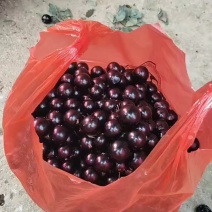 嘉宝果