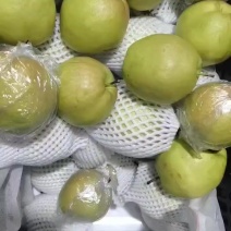 山西玉露香梨一级果