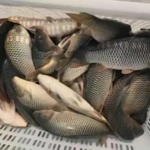 鲤鱼