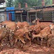 梅花鹿养殖场，成年种鹿，两岁鹿，毛桃公鹿，种公鹿种母鹿