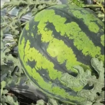 精品甜王西瓜