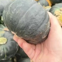 贝贝南瓜大量上市