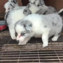 边牧幼崽