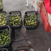七彩小番茄