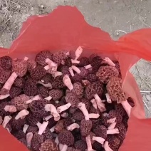 野生羊肚菌干货