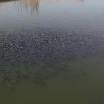 新疆博湖县大河口水产养殖场四吨云斑鮰鱼出售，规格，80克