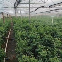 树仔菜，，