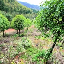 10公分桂花树