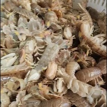 皮皮虾