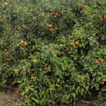 大量花皮果新鲜出炉50万斤左右，有实力商家联系我