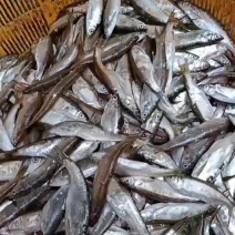泌阳沙河小白条鱼